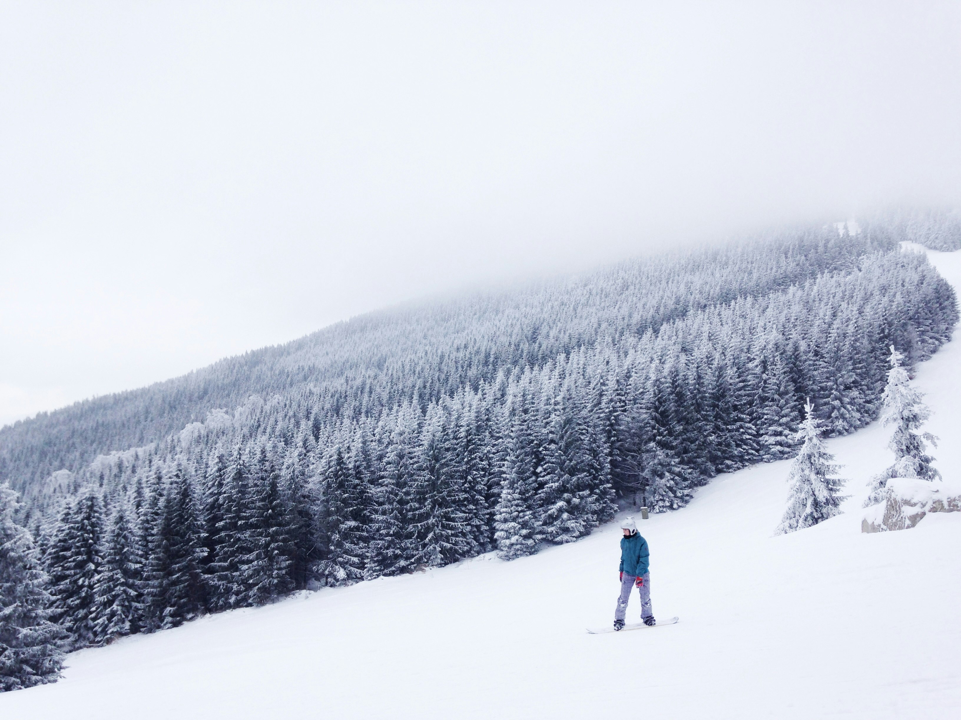 person snowboarding surrounded by trees